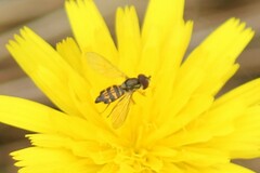 Toxomerus occidentalis