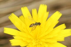 Toxomerus occidentalis