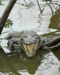 Crocodylus moreletii
