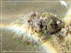 Dolabrifera dolabrifera