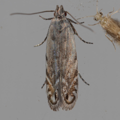 Battaristis concinnusella