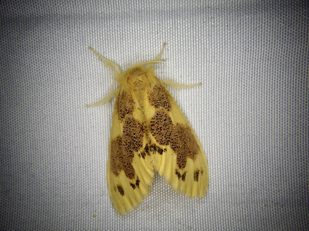 Kidokuga