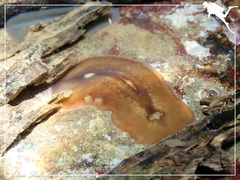 Callioplana