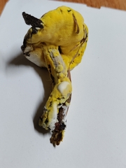 Hypomyces microspermus