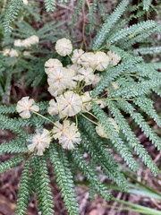 Acacia pentadenia