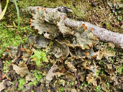 Peltigera membranacea