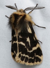 Ardices curvata