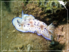 Goniobranchus leopardus
