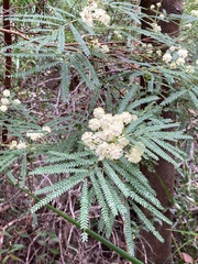 Acacia pentadenia