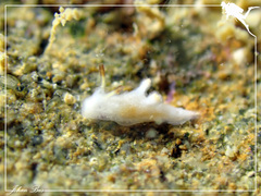 Murphydoris maracabranchia