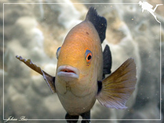 Hemiglyphidodon plagiometopon