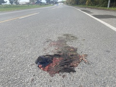 Porphyrio melanotus melanotus