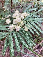 Acacia pentadenia