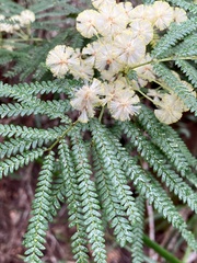 Acacia pentadenia