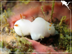 Verconia simplex