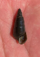 Pleurocera attenuata