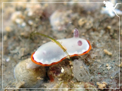 Goniobranchus rubrocornutus
