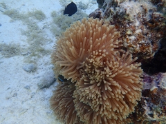 Heteractis magnifica