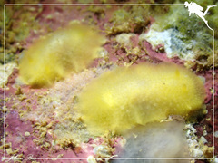Doriopsis granulosa
