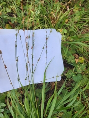 Chasmanthium sessiliflorum