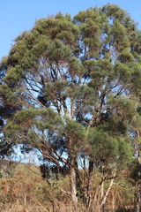 Melaleuca foliolosa