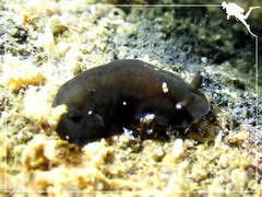 Dendrodoris nigra