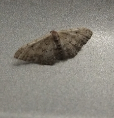 Idaea minuscularia