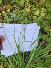 Chasmanthium sessiliflorum