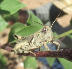 Melanoplus ponderosus