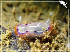 Goniobranchus setoensis