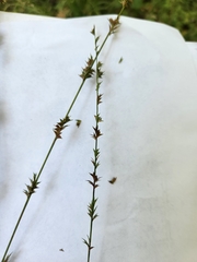 Chasmanthium sessiliflorum