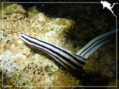 Baseodiscus quinquelineatus