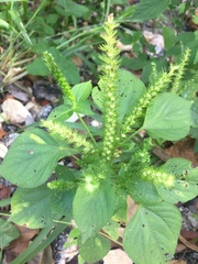 Acalypha alopecuroidea