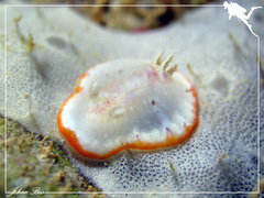 Goniobranchus