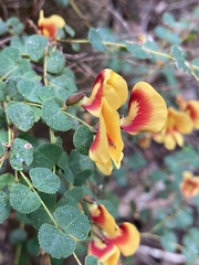 Bossiaea webbii