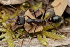 Myrmecia pyriformis