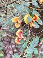 Bossiaea webbii