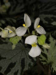 Begonia imperialis