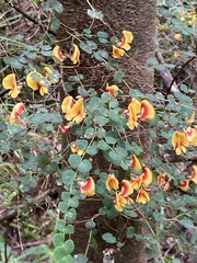 Bossiaea webbii