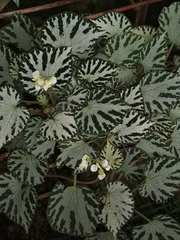 Begonia imperialis