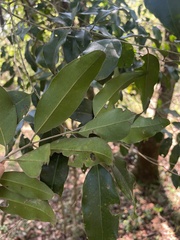 Olea capensis macrocarpa