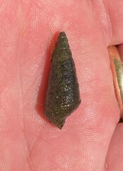 Pleurocera attenuata