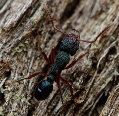 Rhytidoponera aspera