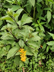 Cestrum aurantiacum