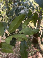 Olea capensis macrocarpa