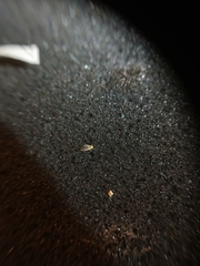 Zygina flammigera