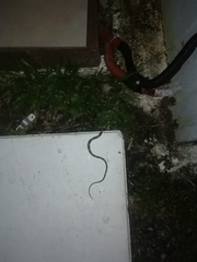 Trimorphodon paucimaculatus