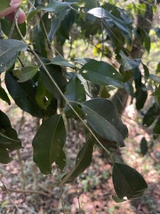 Olea capensis macrocarpa