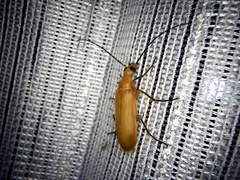 Zonitoschema japonicum