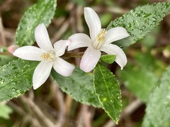 Crowea angustifolia